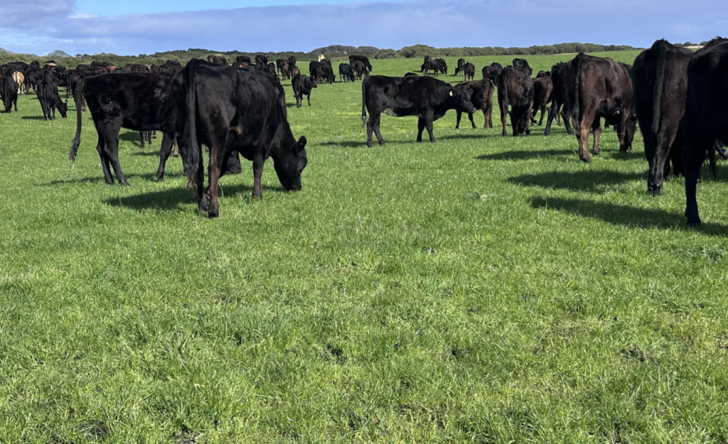 Some of the cows on a large acreage farm recently acquired by WSANDN in the Texas.