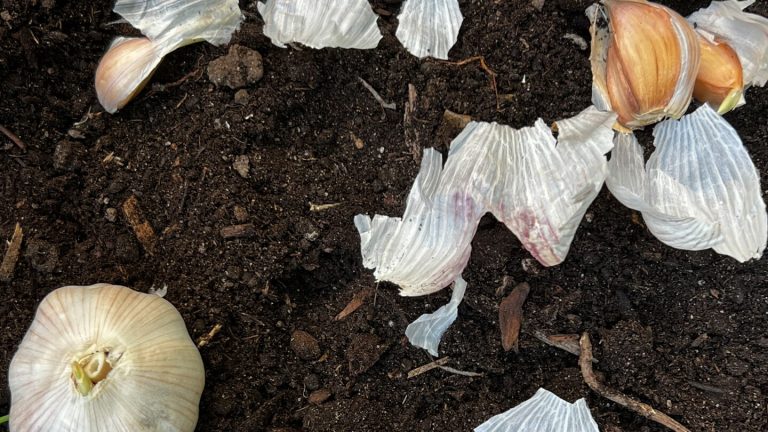 Tackle fall garden chores now for a stress-free spring