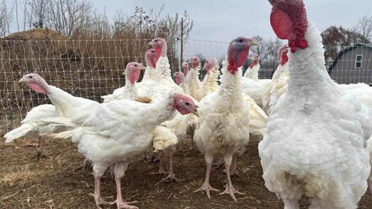 Thanksgiving prices don’t reflect bird flu’s recent toll on turkeys