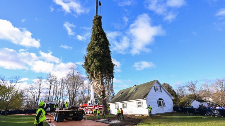 Rockefeller Christmas tree begins journey to NYC from upstate