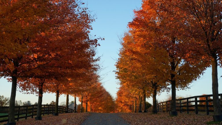Photos show the changing colors of a Toronto fall