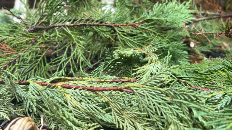 Things to do with your Christmas tree at season’s end